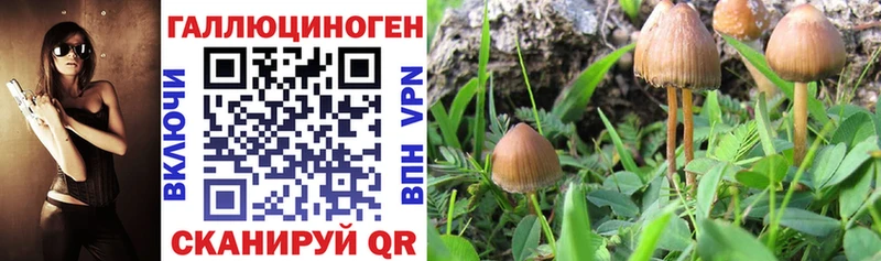 Купить где  Кодинск  Галлюциногенные грибы мицелий 